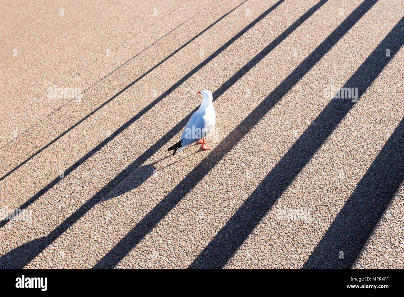 Sydney sulla costa orientale dell'Australia Foto Stock