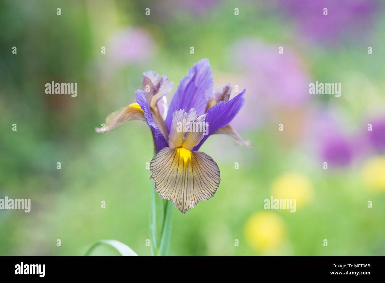 Iris hollandica fiore in primavera.. Foto Stock