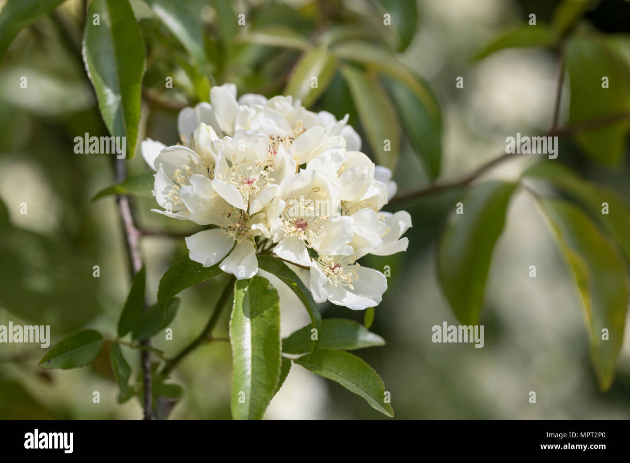 Primo piano di una Rosa Banksiae Normalis fiorente a maggio, Inghilterra, Regno Unito Foto Stock