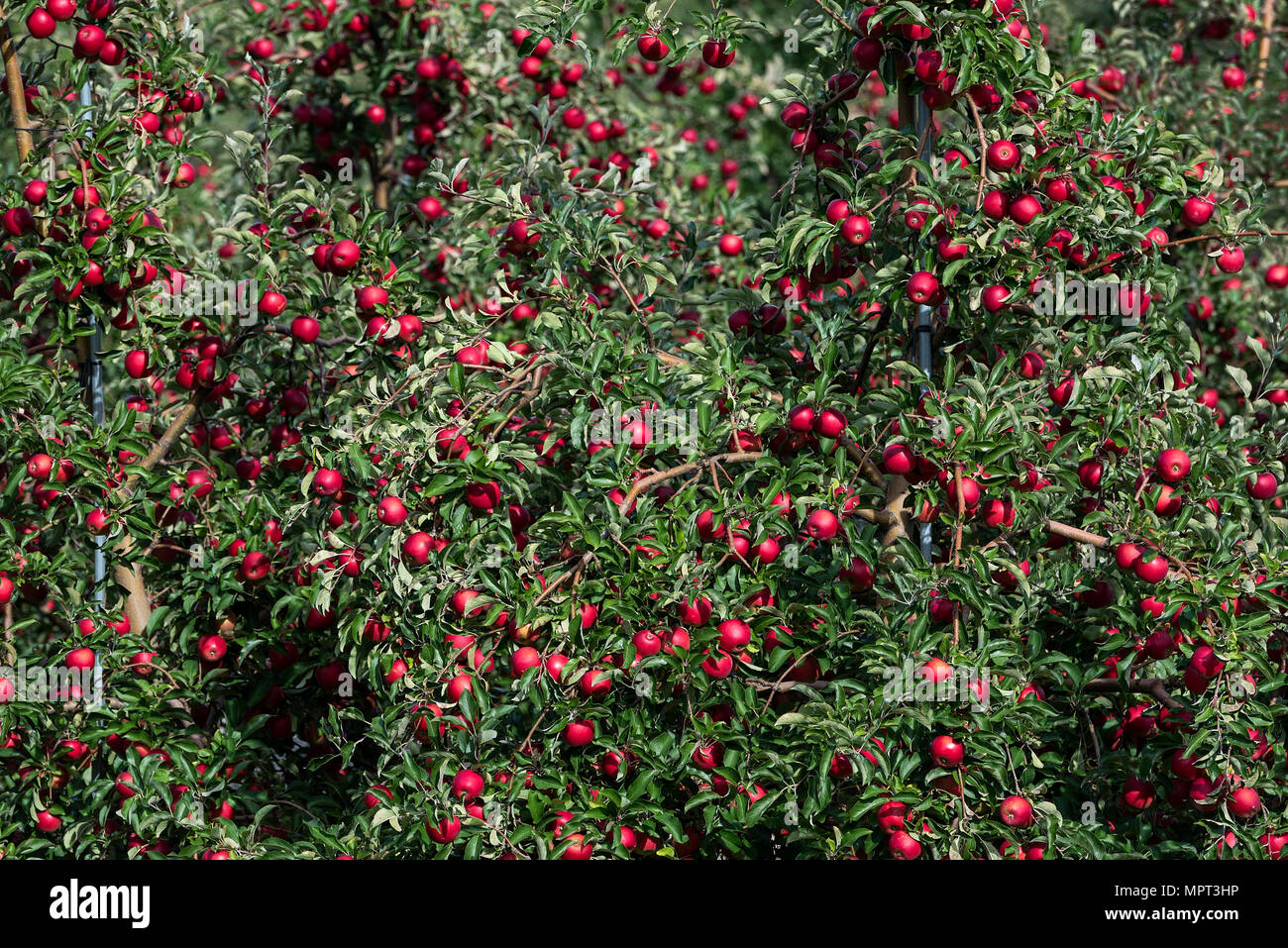 Le mele rosse nel frutteto pronta forharvest, Williamson, New York, Stati Uniti d'America. Foto Stock