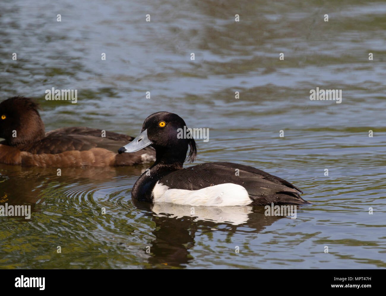 Bianco e nero Tufted maschi di anatra con femmina. Foto Stock