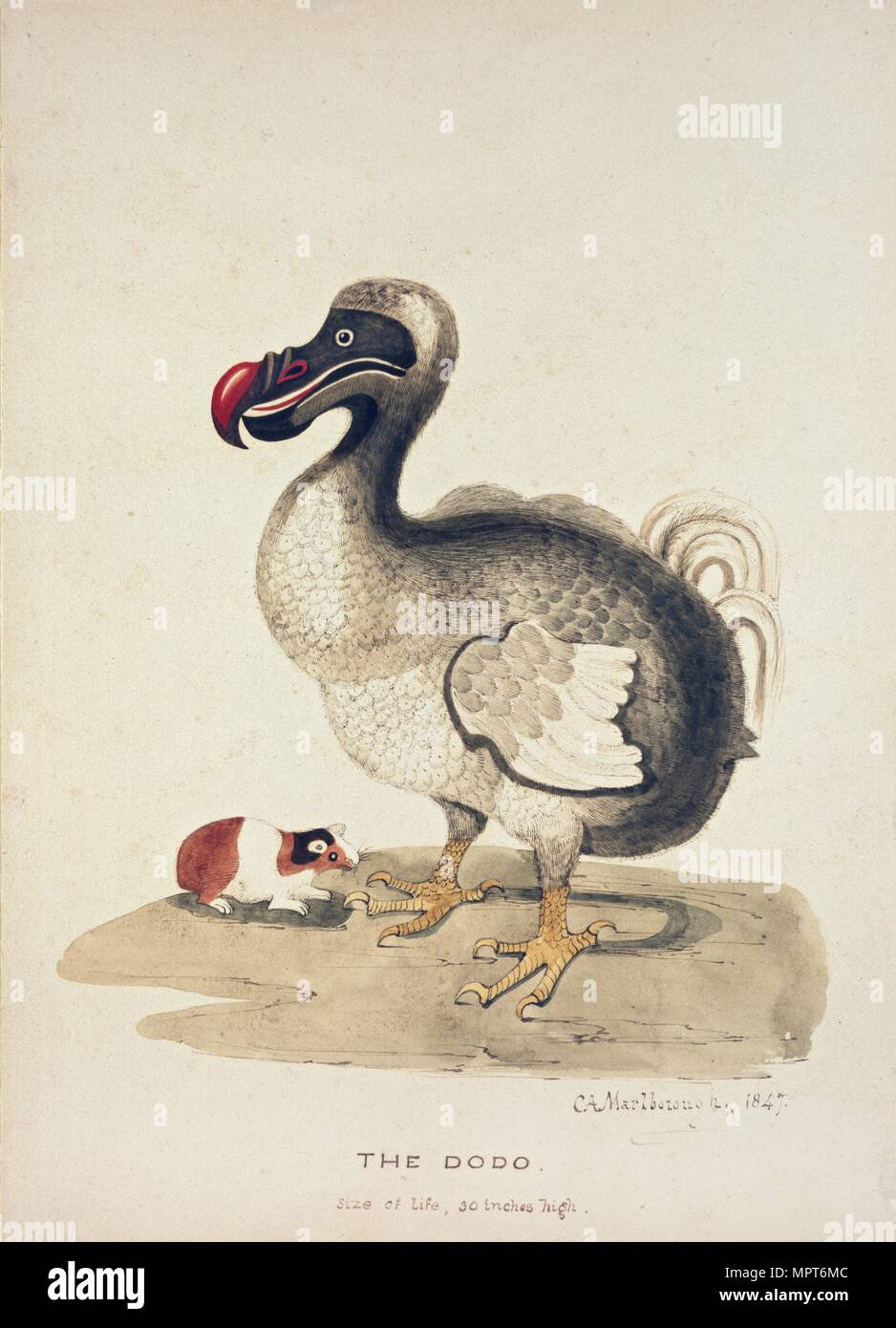 Studio di un Dodo e una cavia, 1847. Artista: Charlotte Augusta Spencer-Churchill. Foto Stock