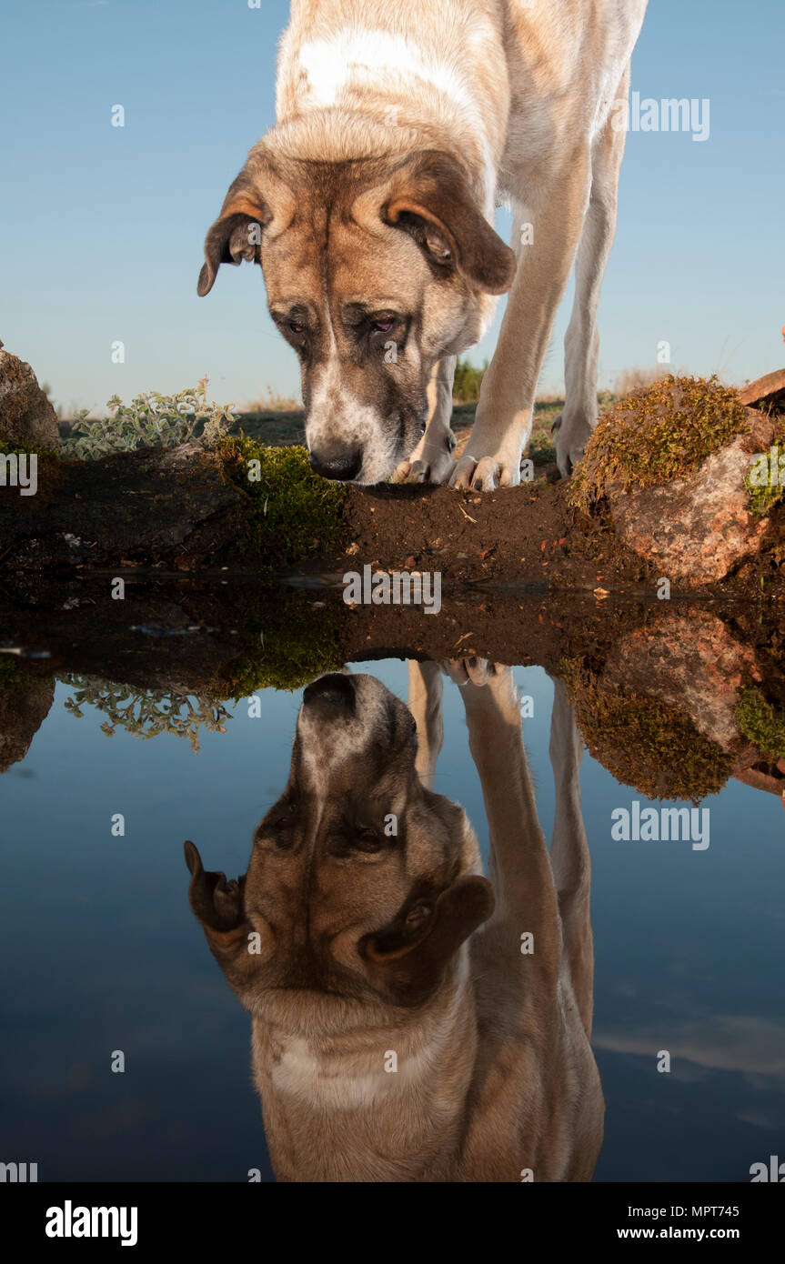 Ritratto di sheepdog riflessa nell'acqua, Mastin razza Foto Stock
