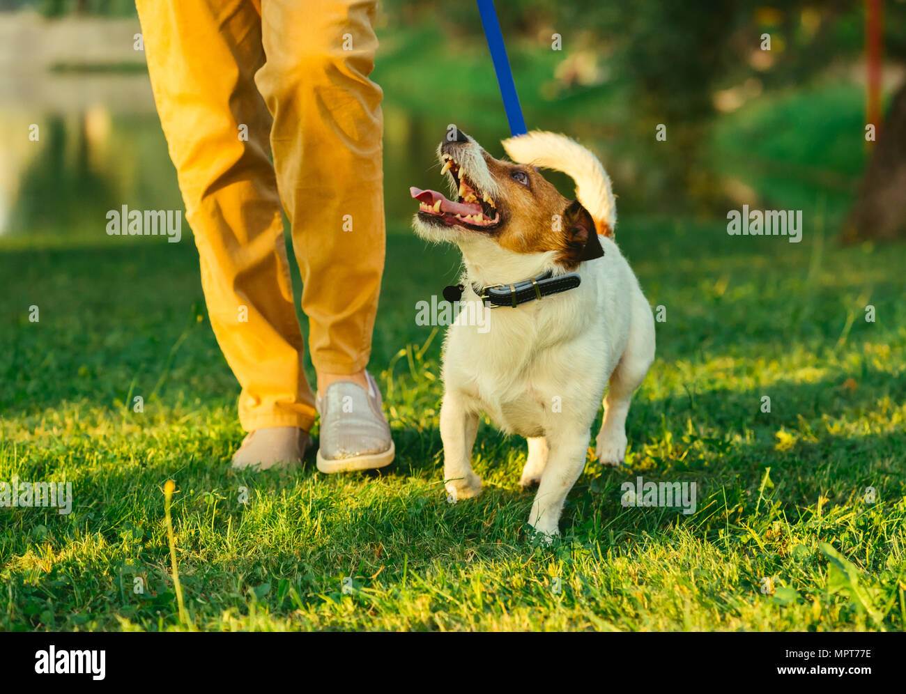 A piedi del cane al guinzaglio con la donna durante la passeggiata serale presso il park Foto Stock