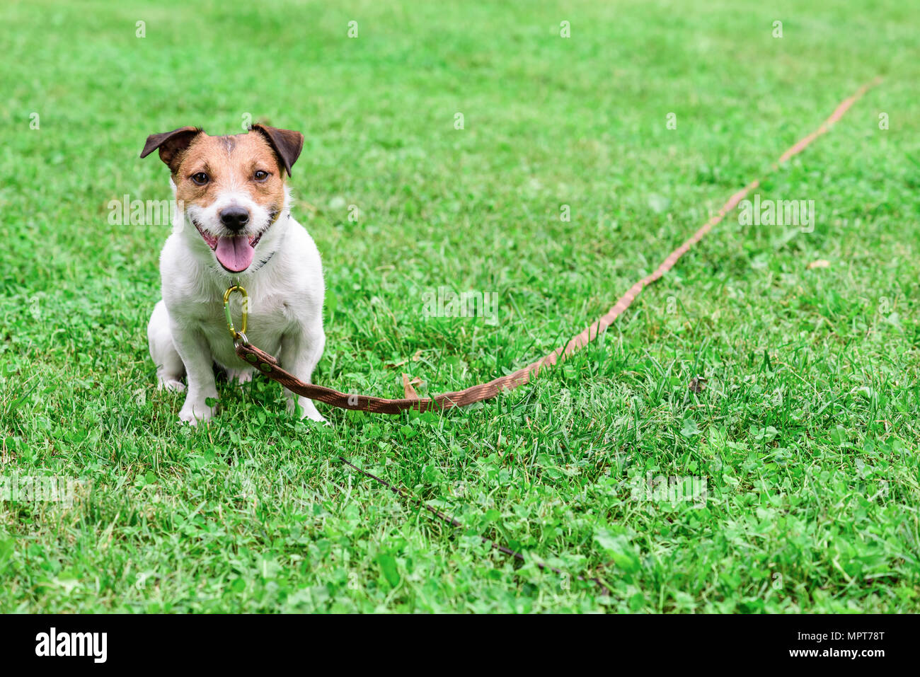 Cane obbediente e lungo la linea della formazione guinzaglio su erba verde sullo sfondo Foto Stock