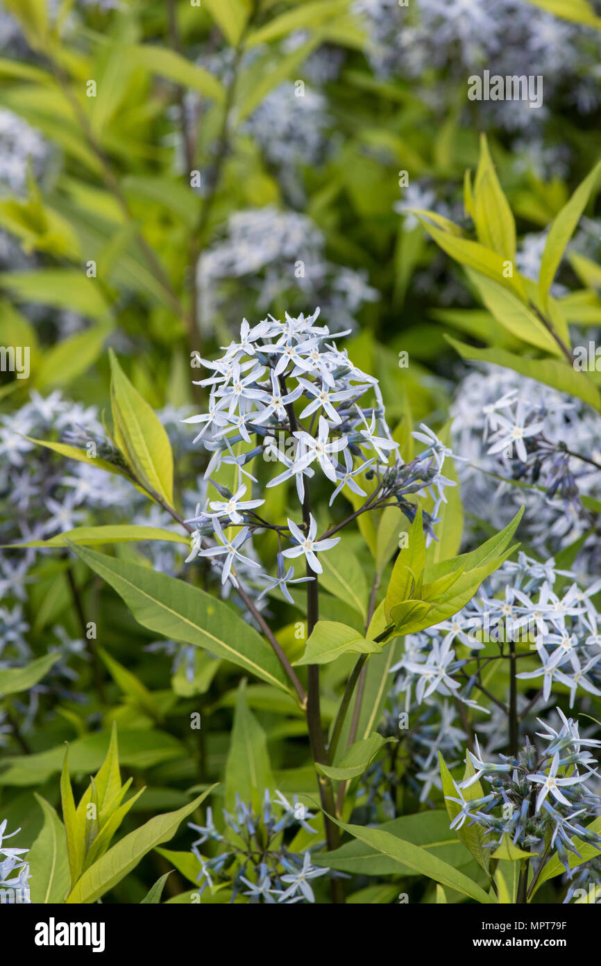 Amsonia tabernaemontana var. salicifolia. Eastern blue star fiori in primavera. Regno Unito Foto Stock