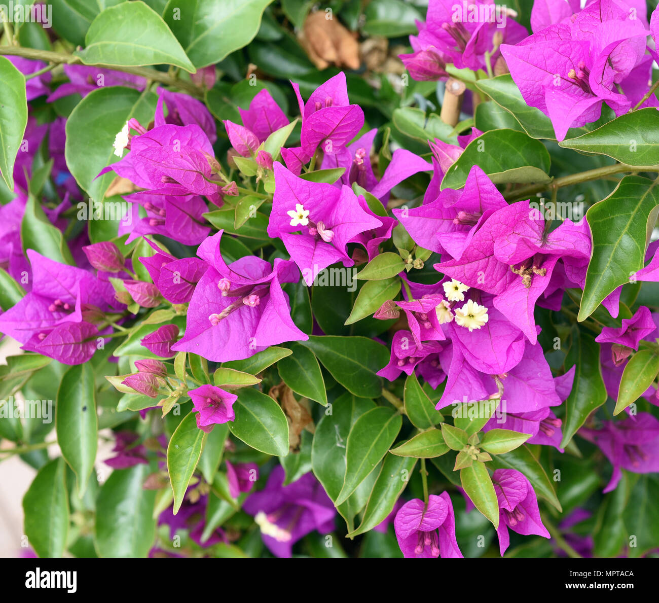 Bouganville, Glabra, Spectabilis, Drillingsblume, Kletterpflanze Foto Stock