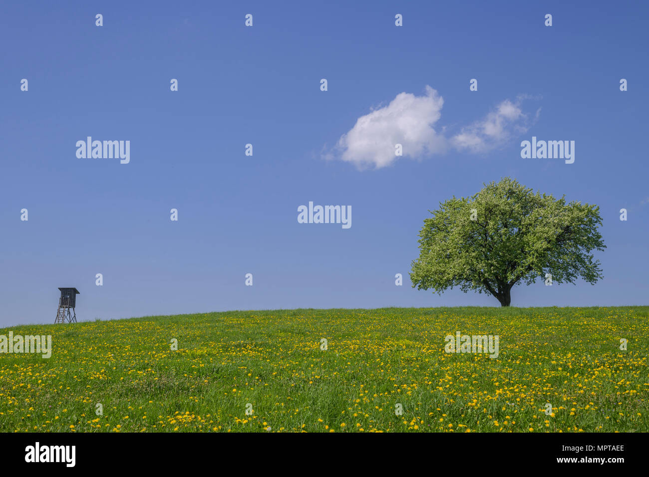 Cacciatori e cieco singolo albero da frutta sul prato di tarassaco, albero solitario, nuvola piccola nel cielo blu, vicino Nöstach Foto Stock