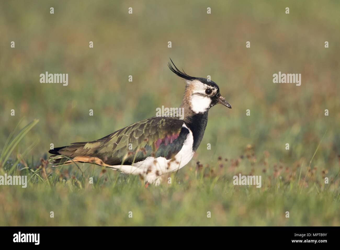 Pavoncella (Vanellus vanellus) sorge in erba, Texel, Paesi Bassi Foto Stock