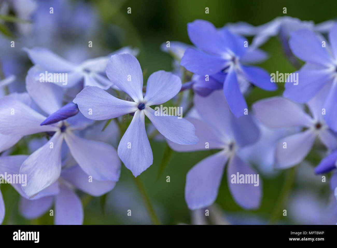 Phlox divaricata - wild dolce William - woodland phlox - Blu selvaggio phlox Foto Stock