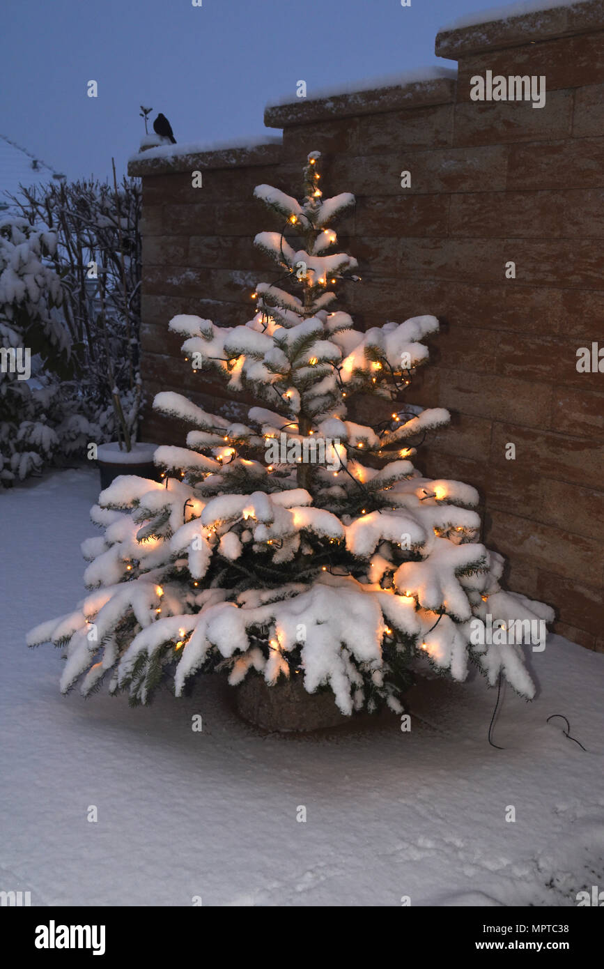 Weihnachtsbaum, Tannenbaum, Christbaum Foto Stock