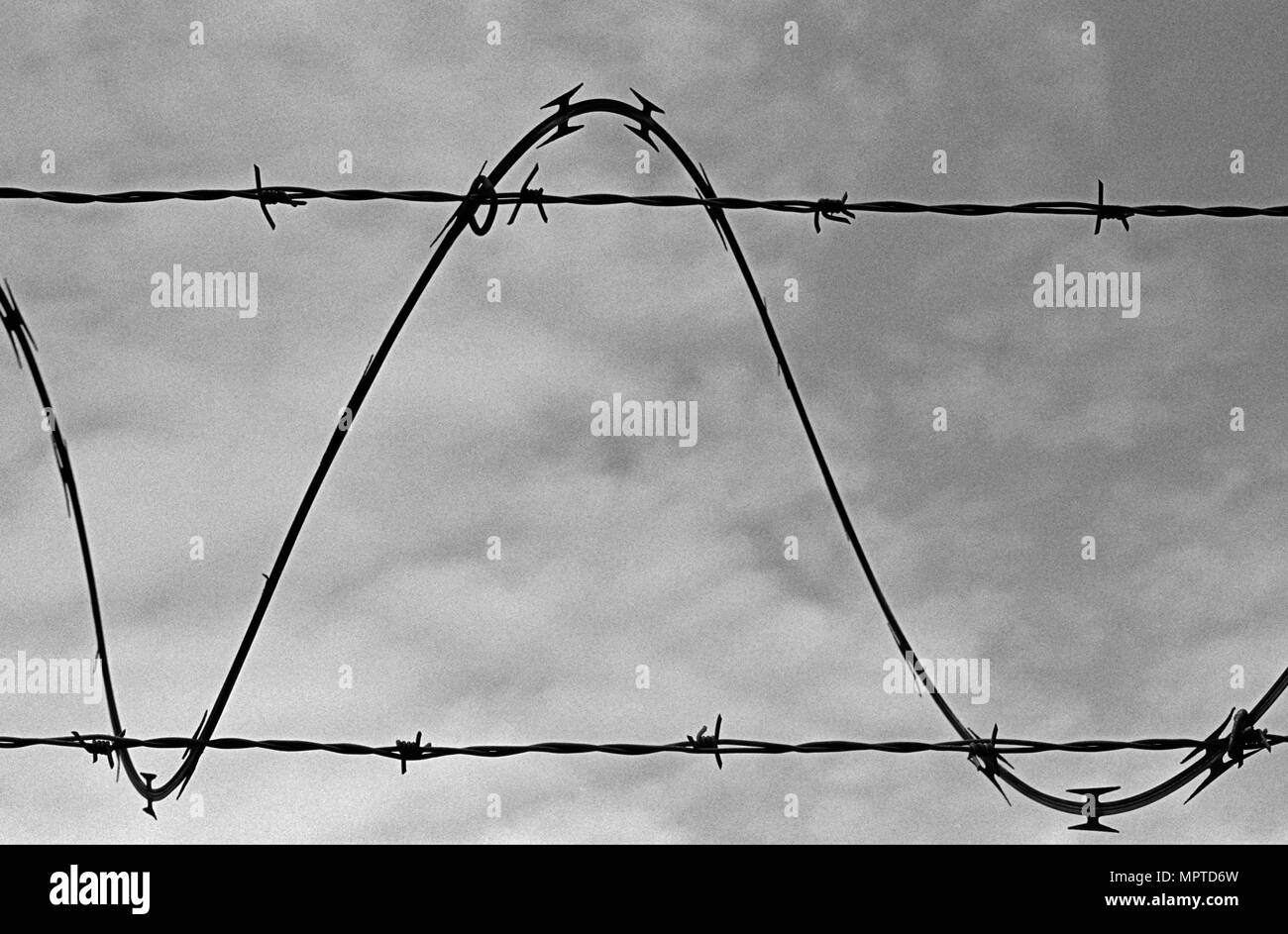 Un trefolo di filo spinato si avvolge attorno a due altri fili e costituisce un'onda sinusoidale stagliano contro il cielo. (Scansionato da film in bianco e nero). Foto Stock