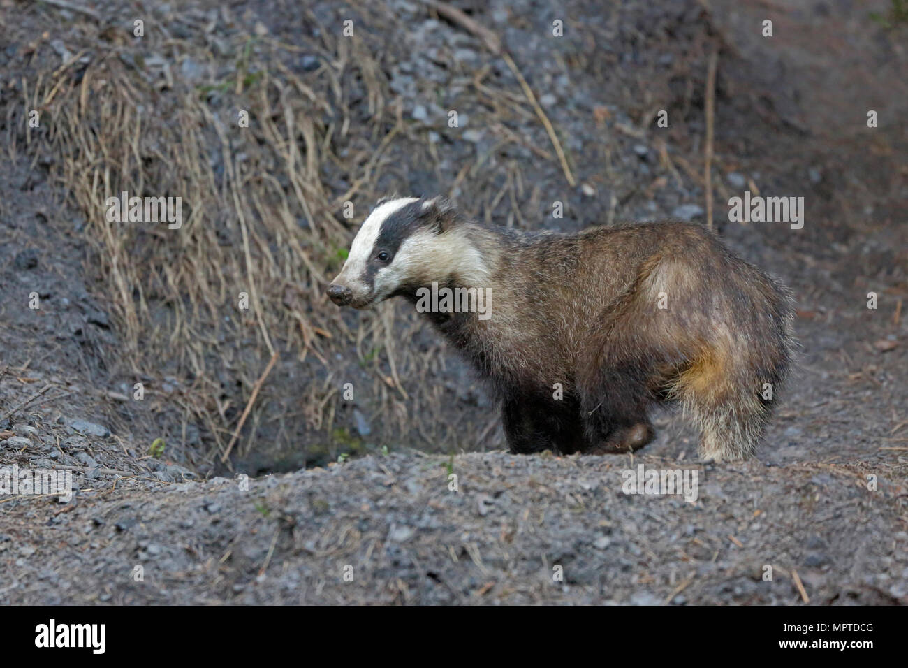 Badger emergente da una sett nella Foresta di Dean Foto Stock