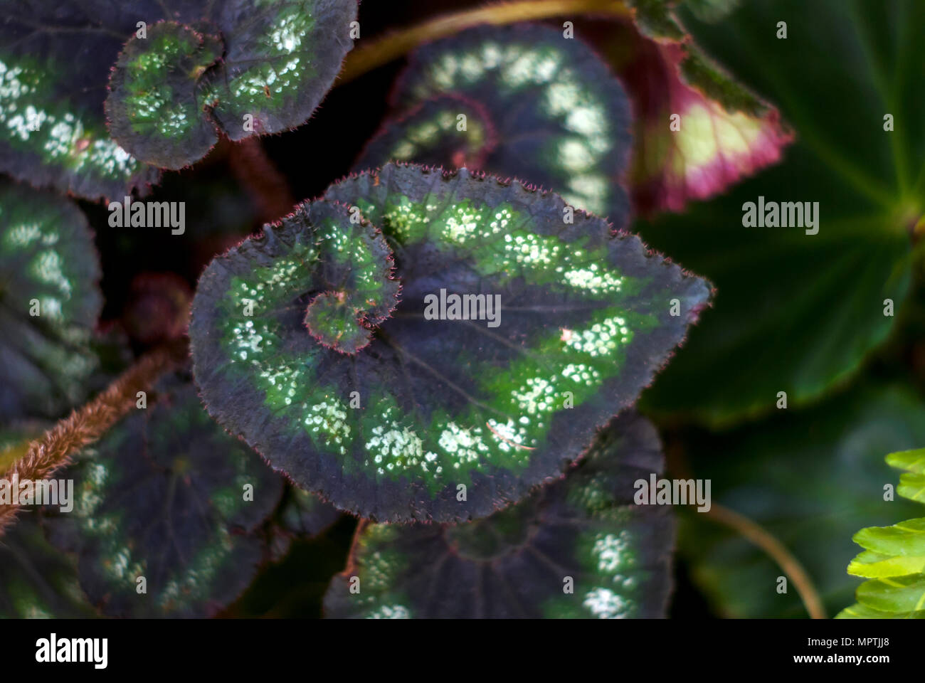 Floral sfondo tropicale con motivi di foglie colorate begonia rex Foto Stock