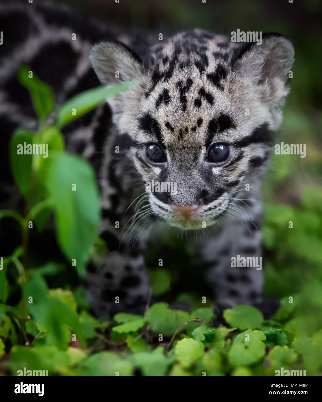 Il leopardo nuvola cub Foto Stock