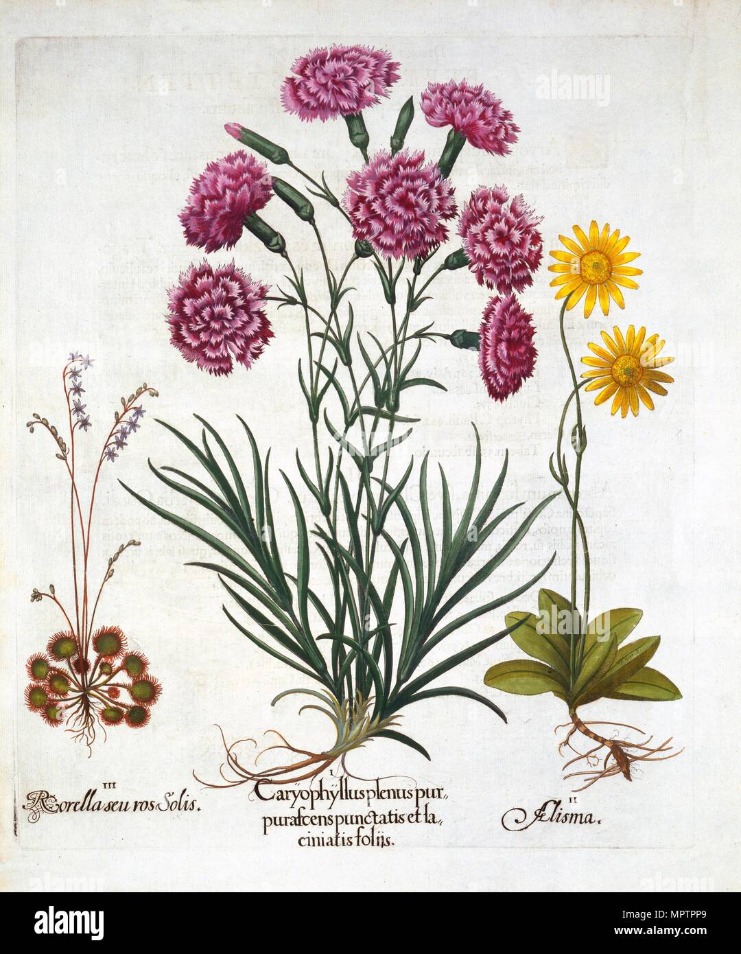 I. Garofano, Dianthius, ii. Arnica & iii. Round lasciava Sundew da "Hortus Eystettensis', da Basil Foto Stock