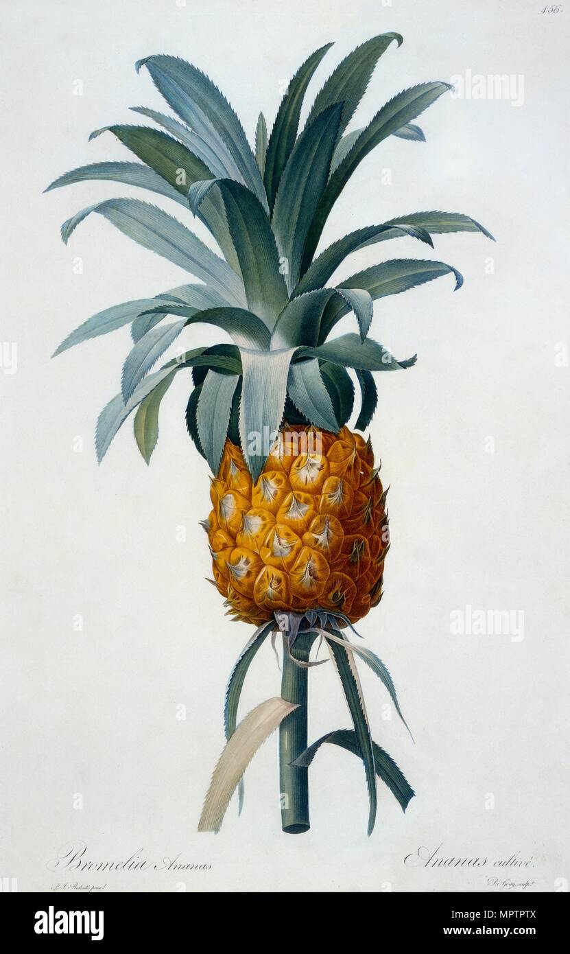 Bromelia ananas. Foto Stock