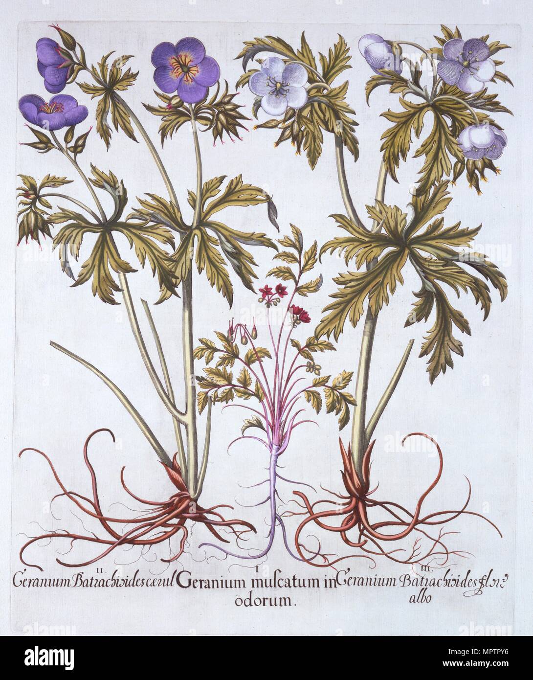 Variazioni di geranio, da "Hortus Eystettensis', da basilio Besler (1561-1629), pub. 1613 (mano-col Foto Stock