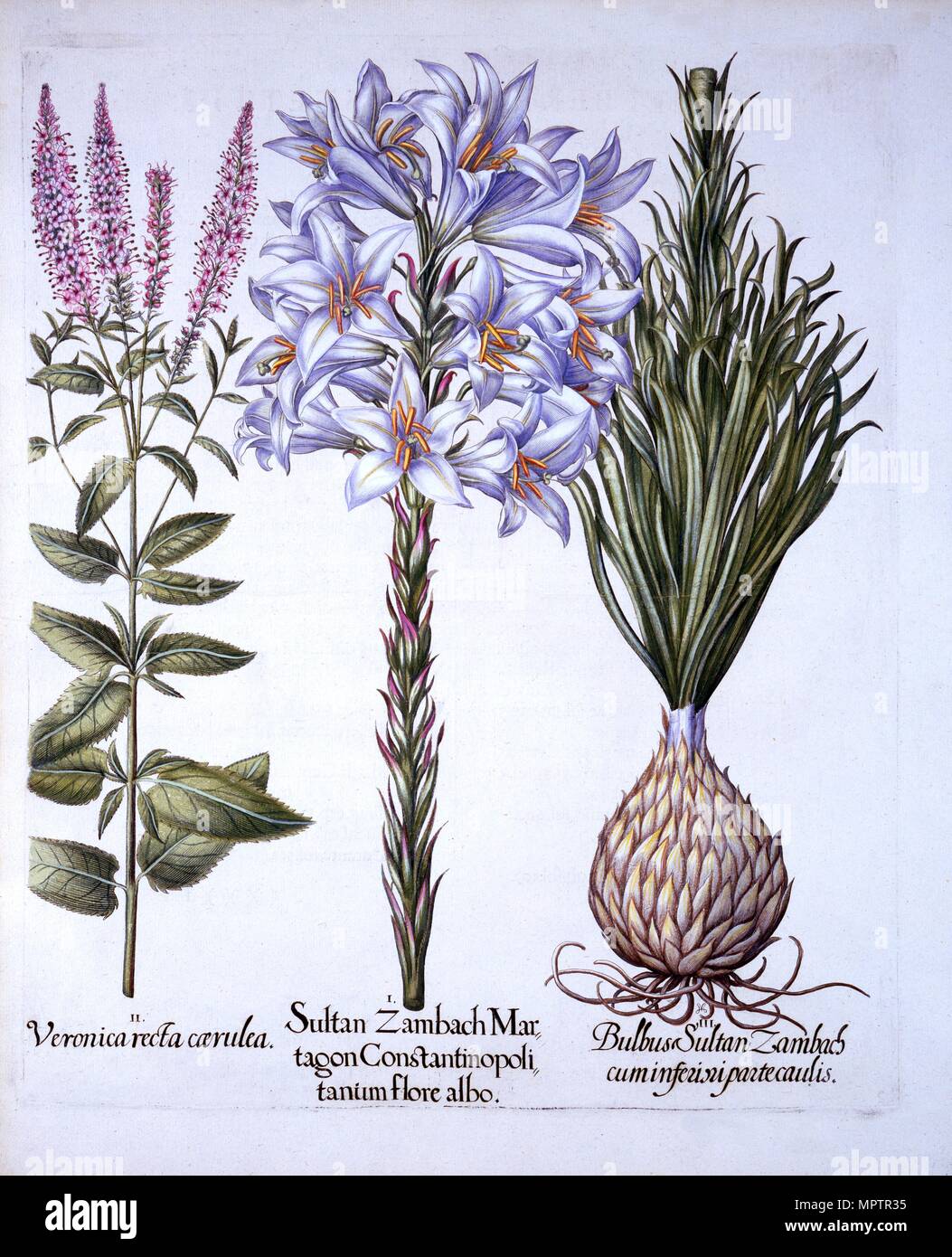 Sultan Zambach Lily e lampadina, Veronica, da "Hortus Eystettensis', da basilio Besler (1561-1629), pub Foto Stock