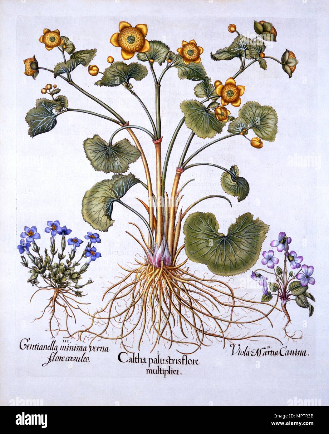 Marsh Calendula, Marzo e violetto genziana a molla, da "Hortus Eystettensis', da basilio Besler (1561-1 Foto Stock