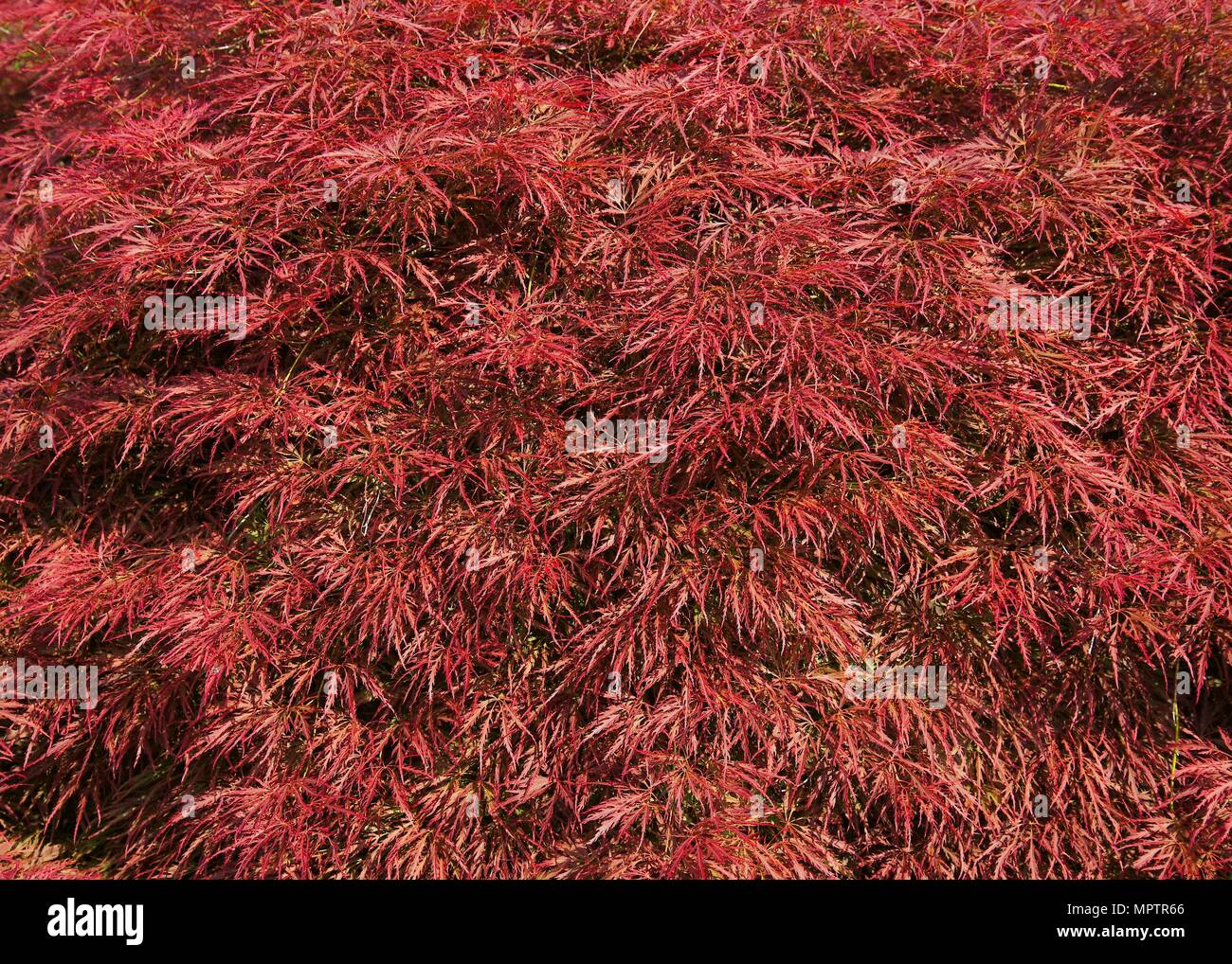 Bella bushy red Acer (acero giapponese) foglie, che splende su una soleggiata giornata di primavera. Foto Stock