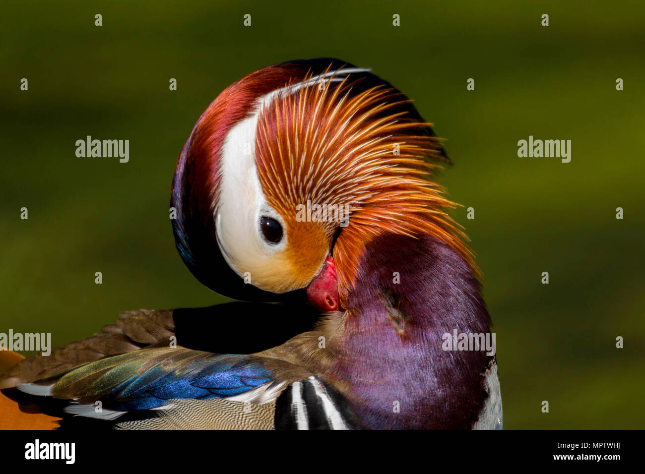 Anatra di mandarino (aix galericulata) accanto a un lago in Margan Parc Port Talbot South Wales UK Foto Stock