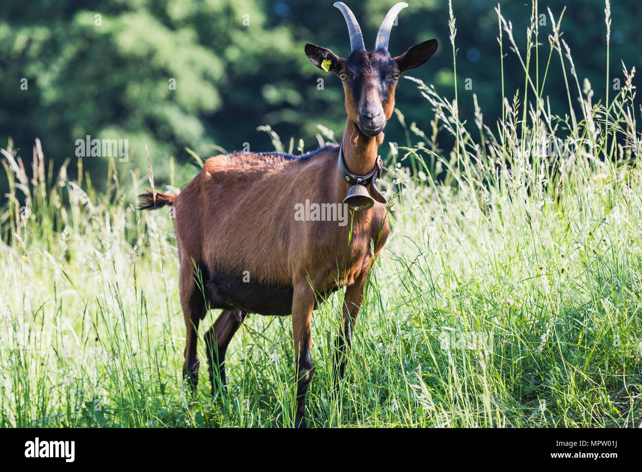Ritratto di un marrone Capra in piedi in erba svizzera Foto Stock