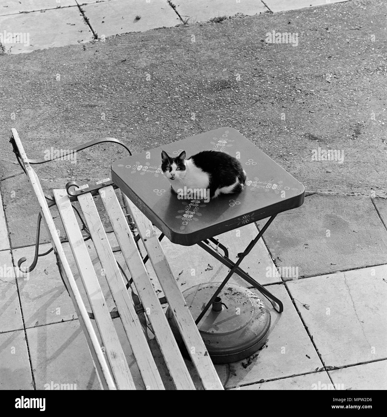 Gatto seduto su un tavolo, Berkhamsted, Hertfordshire, 1977. Artista: John Gay. Foto Stock