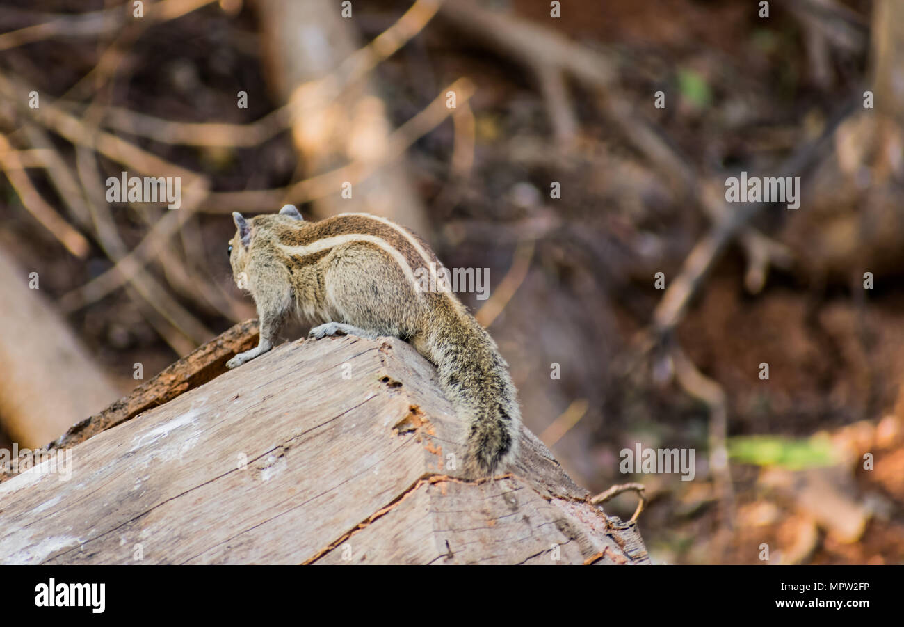 Incredibile vista ravvicinata del lato posteriore di scoiattolo posti a sedere su un legno in un zoo indiano Foto Stock