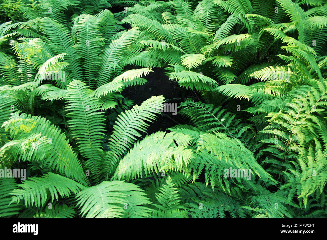 La felce palustre nelle foreste di Valaam island, la Carelia. Pteridium aquilinum, eagle felce o felce aquilina. Foto di età. Durante l'estate. Natura selvaggia di Russ Foto Stock