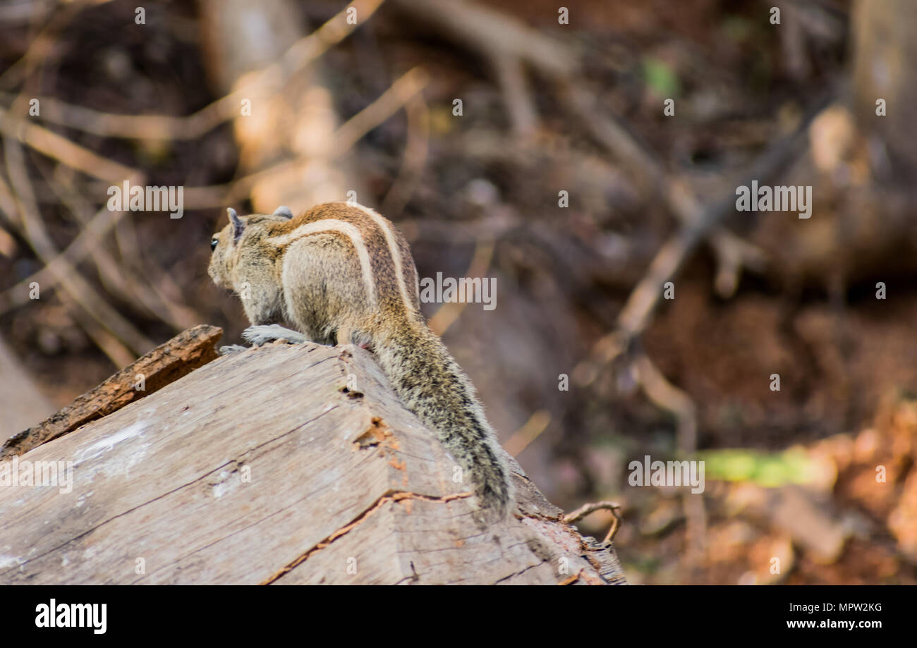 Incredibile vista ravvicinata del lato posteriore di scoiattolo posti a sedere su un legno in un zoo indiano Foto Stock