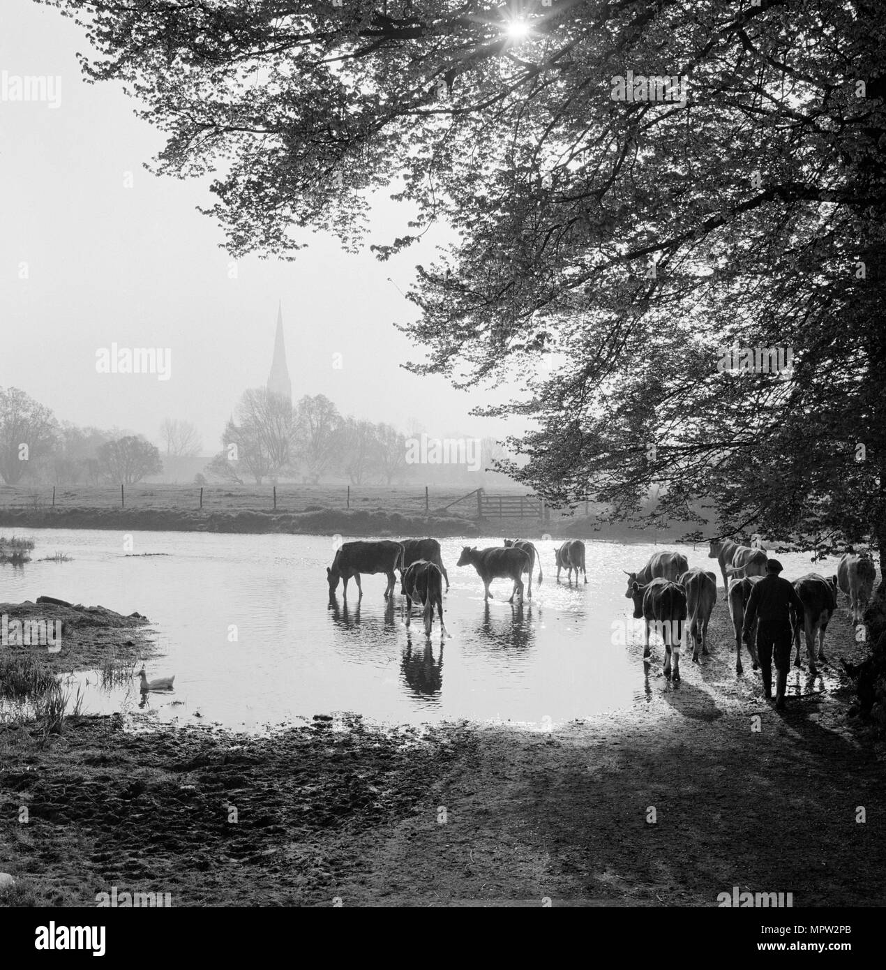 Acqua prati, West Harnham, Salisbury, Wiltshire, 1958. Artista: John Gay. Foto Stock