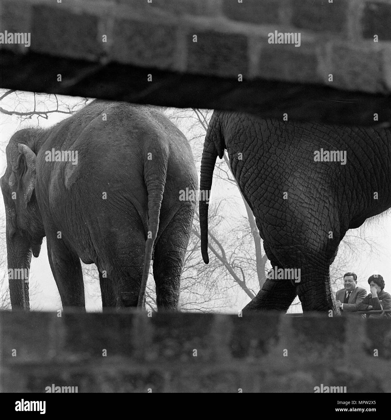 Gli elefanti visto attraverso una apertura in una parete, lo Zoo di Londra, il Regents Park, Londra, primi 1960s. Artista: John Gay. Foto Stock