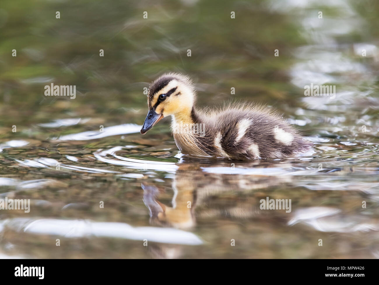 Mallard chick [ Anas platyrhynchos ] al bordo delle acque Foto Stock
