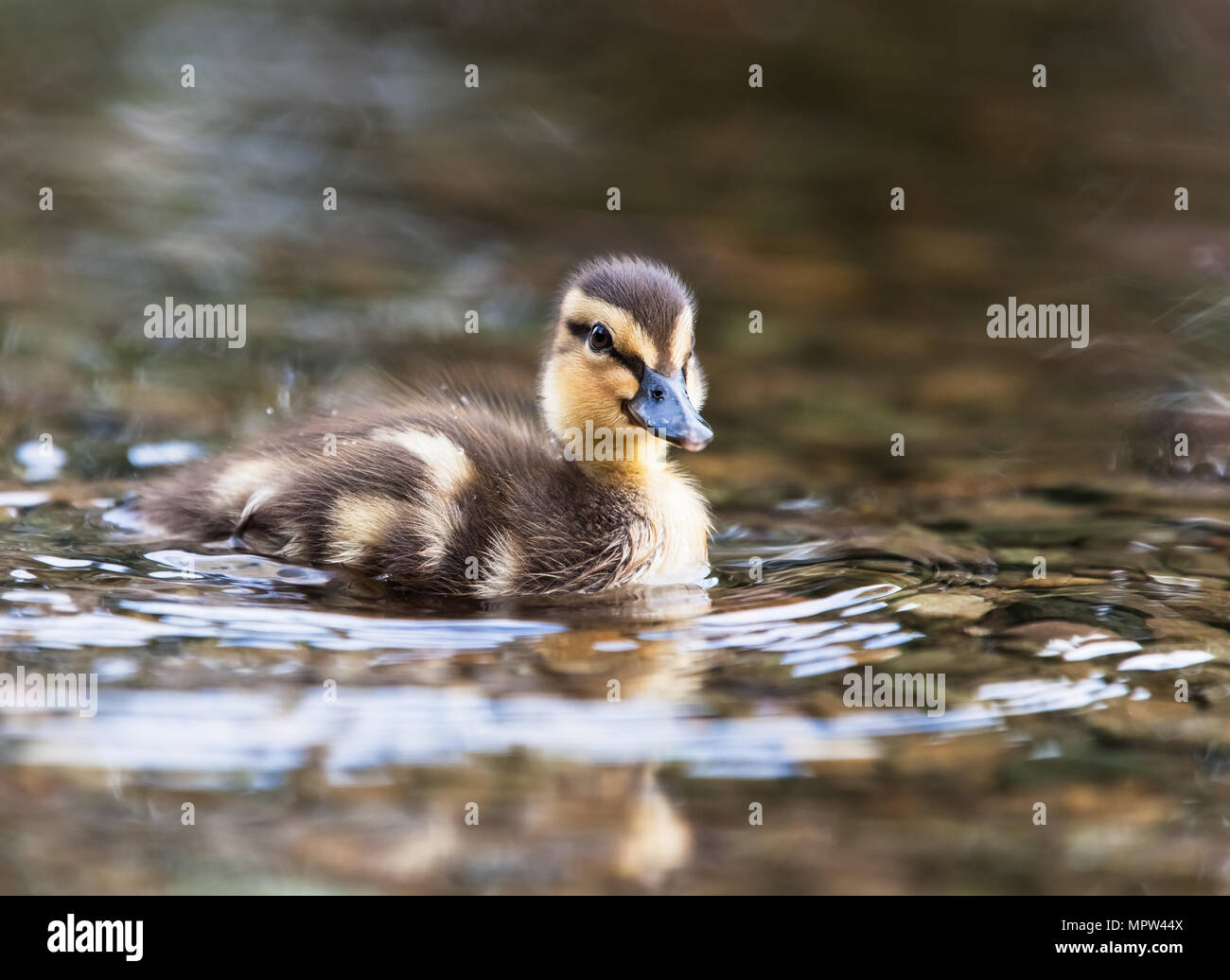Mallard chick [ Anas platyrhynchos ] al bordo delle acque Foto Stock