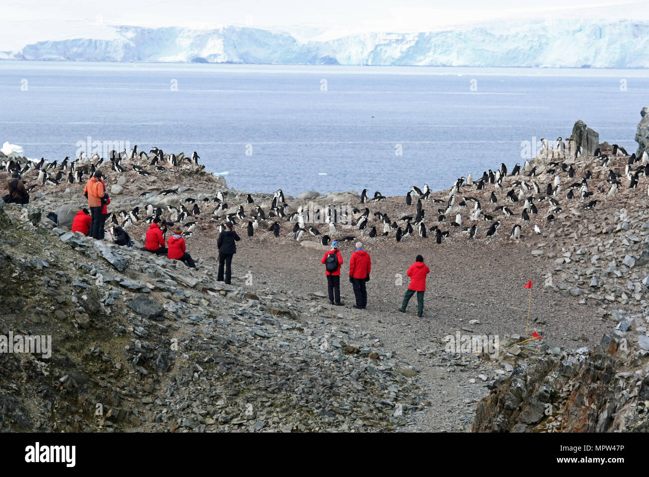 Pinguini Chinstrap Foto Stock