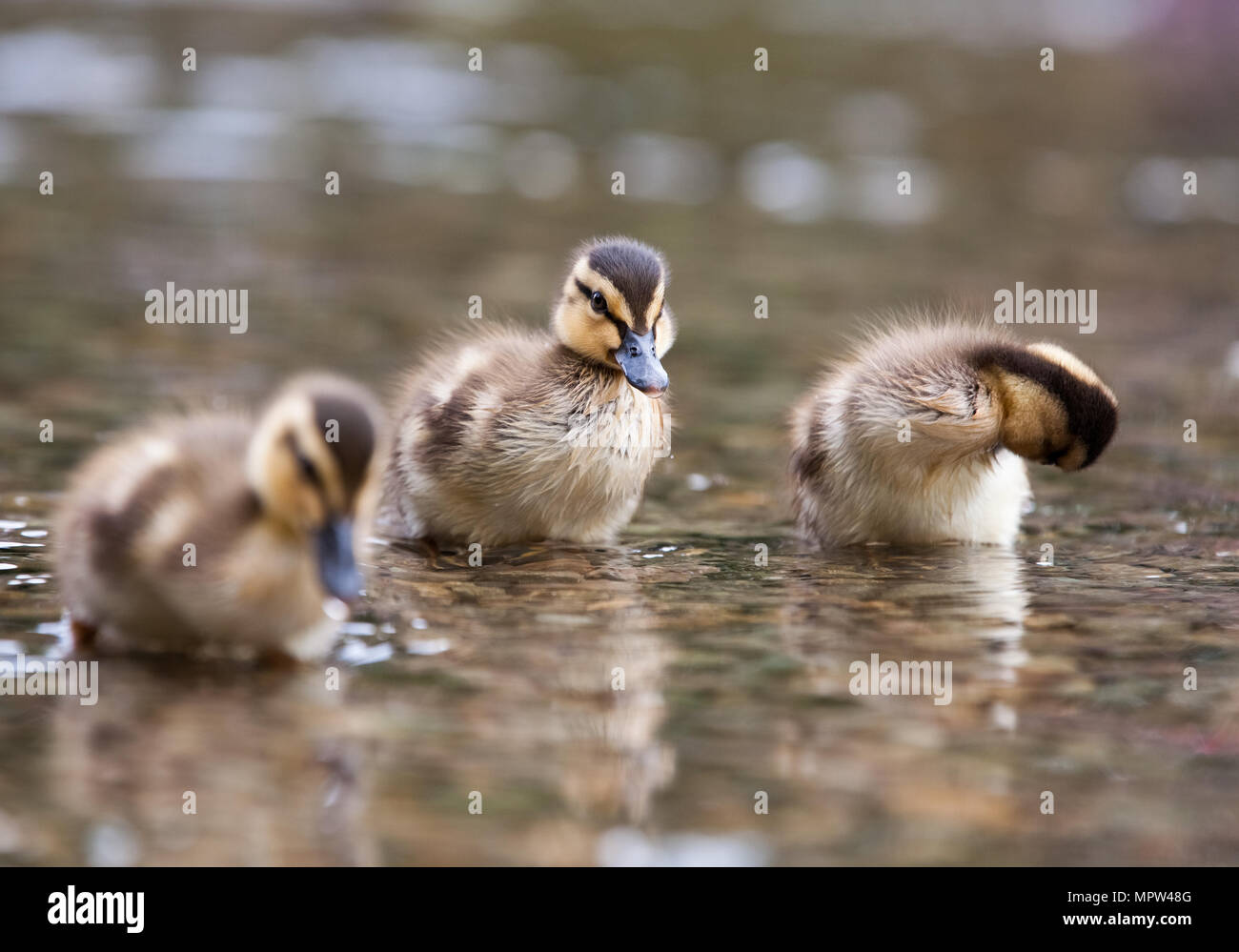 Mallard pulcini [ Anas platyrhynchos ] al bordo delle acque Foto Stock