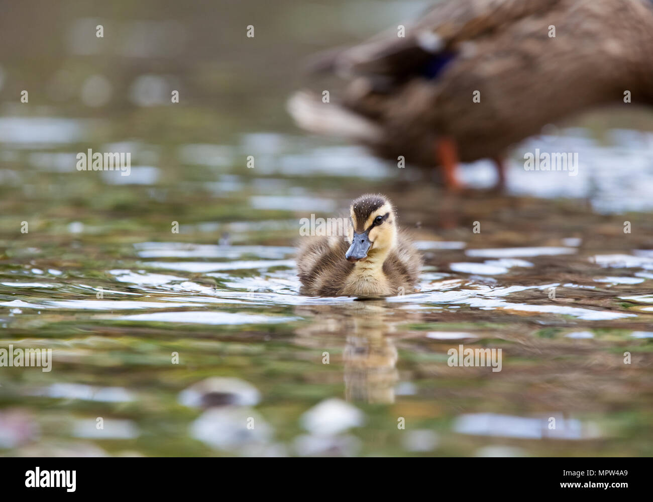 Mallard chick [ Anas platyrhynchos ] al bordo delle acque Foto Stock