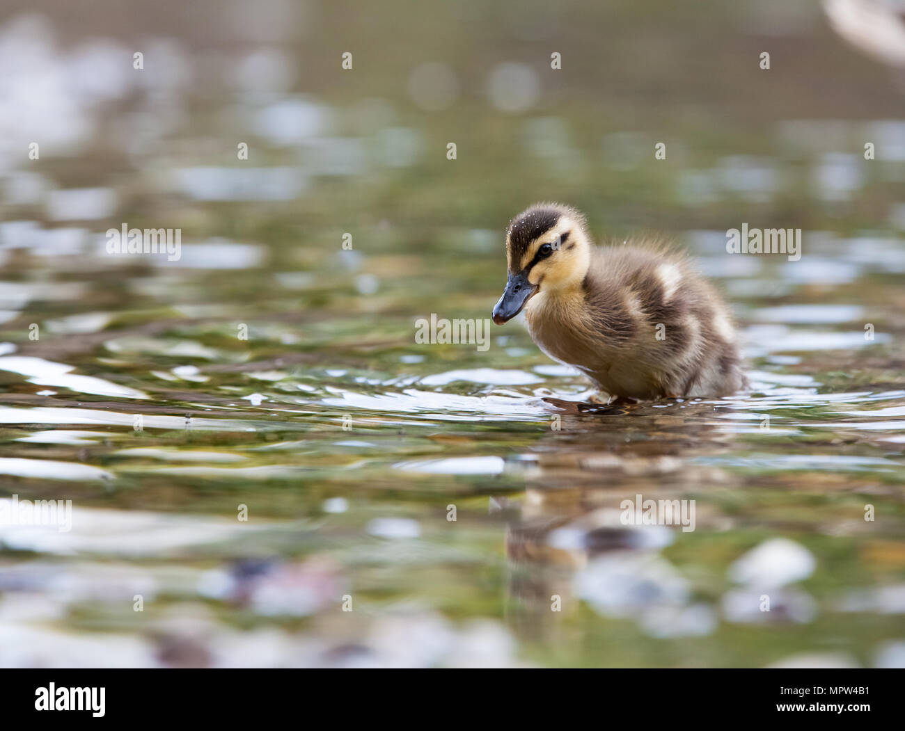 Mallard chick [ Anas platyrhynchos ] al bordo delle acque Foto Stock
