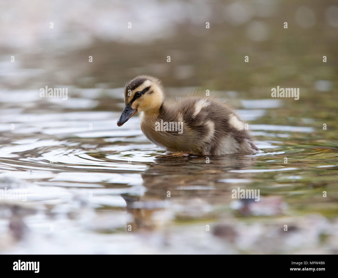 Mallard chick [ Anas platyrhynchos ] al bordo delle acque Foto Stock