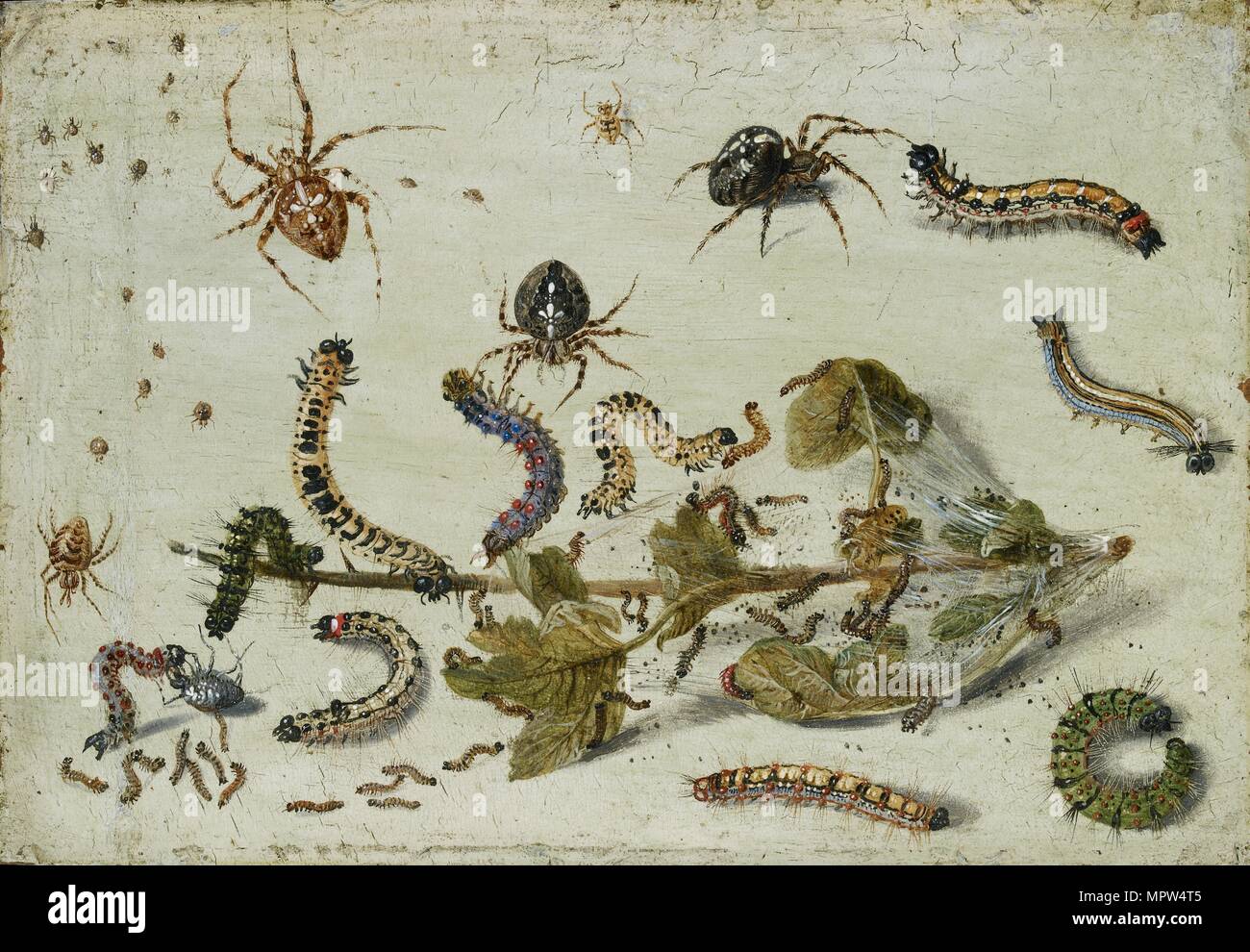 Vari ragni e bruchi, con un rametto di ribes, primi 1650s. Artista: Jan van Kessel. Foto Stock