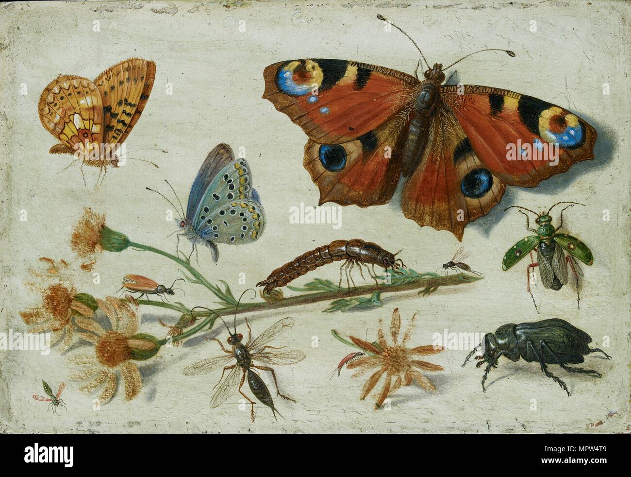 Tre farfalle, un coleottero ed altri insetti, con un taglio di erba tossica, primi 1650s. Artista: Jan van Kessel. Foto Stock