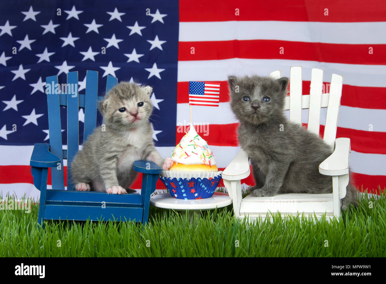 Adorabile piccola grigio soffice gattino seduto su una sedia bianca, il grigio e il bianco tabby sulla sedia blu in erba con la bandiera americana in background e colorati di pat Foto Stock