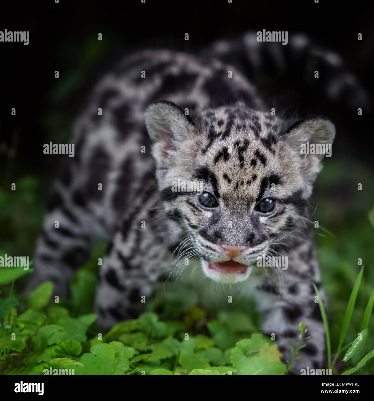 Il leopardo nuvola cub Foto Stock