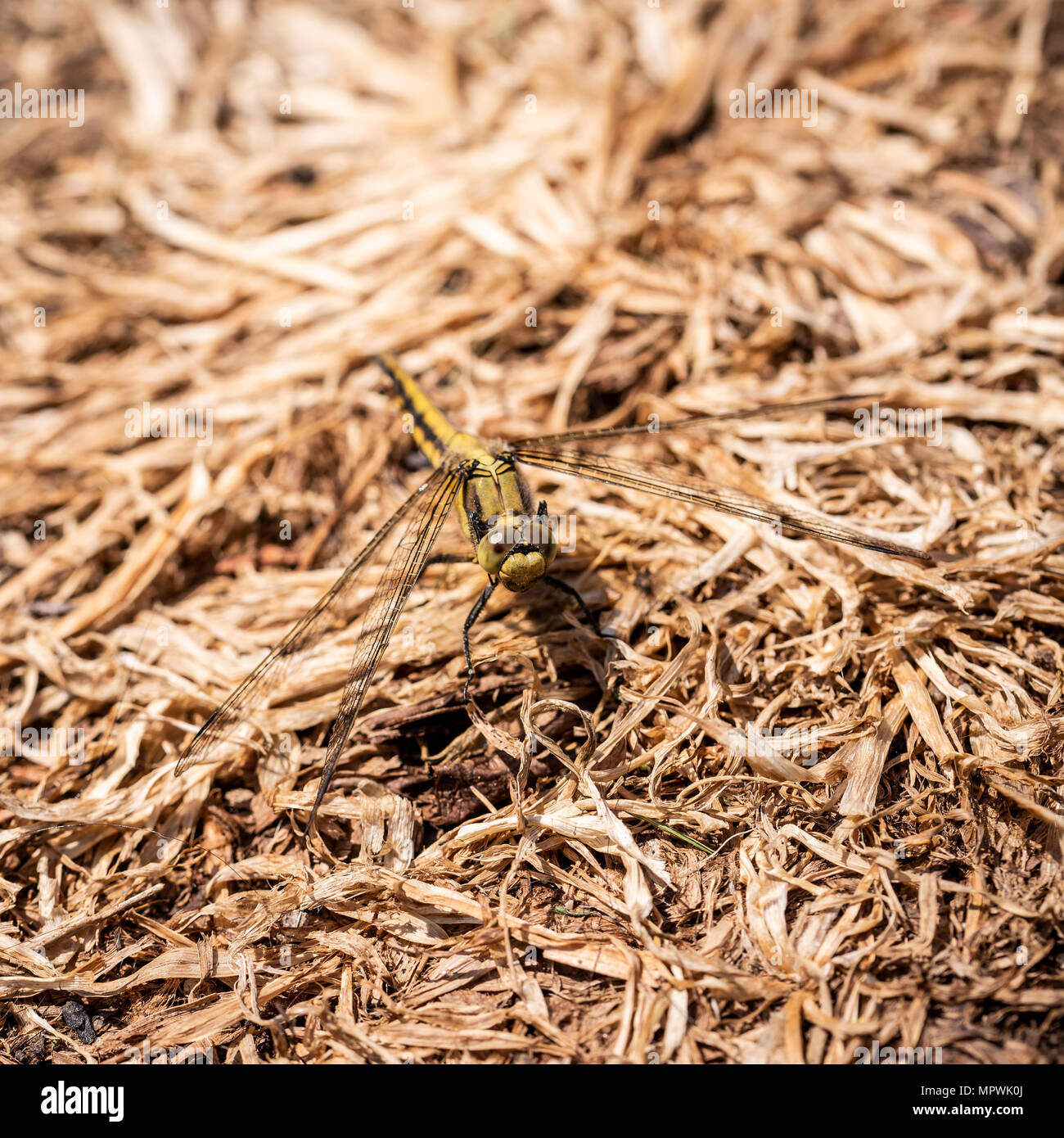 Square close-up foto con grande giallo dragonfly. Gli insetti è trasparente lungo le ali e grandi occhi. Bug è appollaiato sul suolo coperto da erba secca. Foto Stock