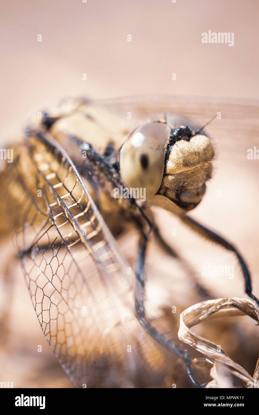 Verticale di close-up foto con dettagli di grande giallo dragonfly. Gli insetti è trasparente lungo le ali e grandi occhi. Bug è appollaiato sul suolo coperto da d Foto Stock