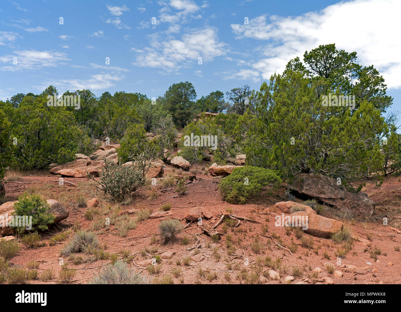 Un'immagine generica di sud-ovest americano paesaggio, con cactus, pignone, ginepro, rocce e pini. Impostazioni generali è il altipiani del Nuovo Messico in v Foto Stock