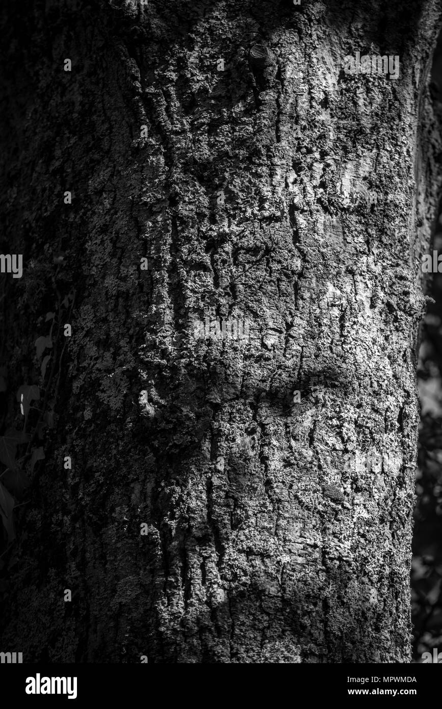 Gli anziani, incrinato e la tessitura della corteccia del tronco di un albero. Foto Stock