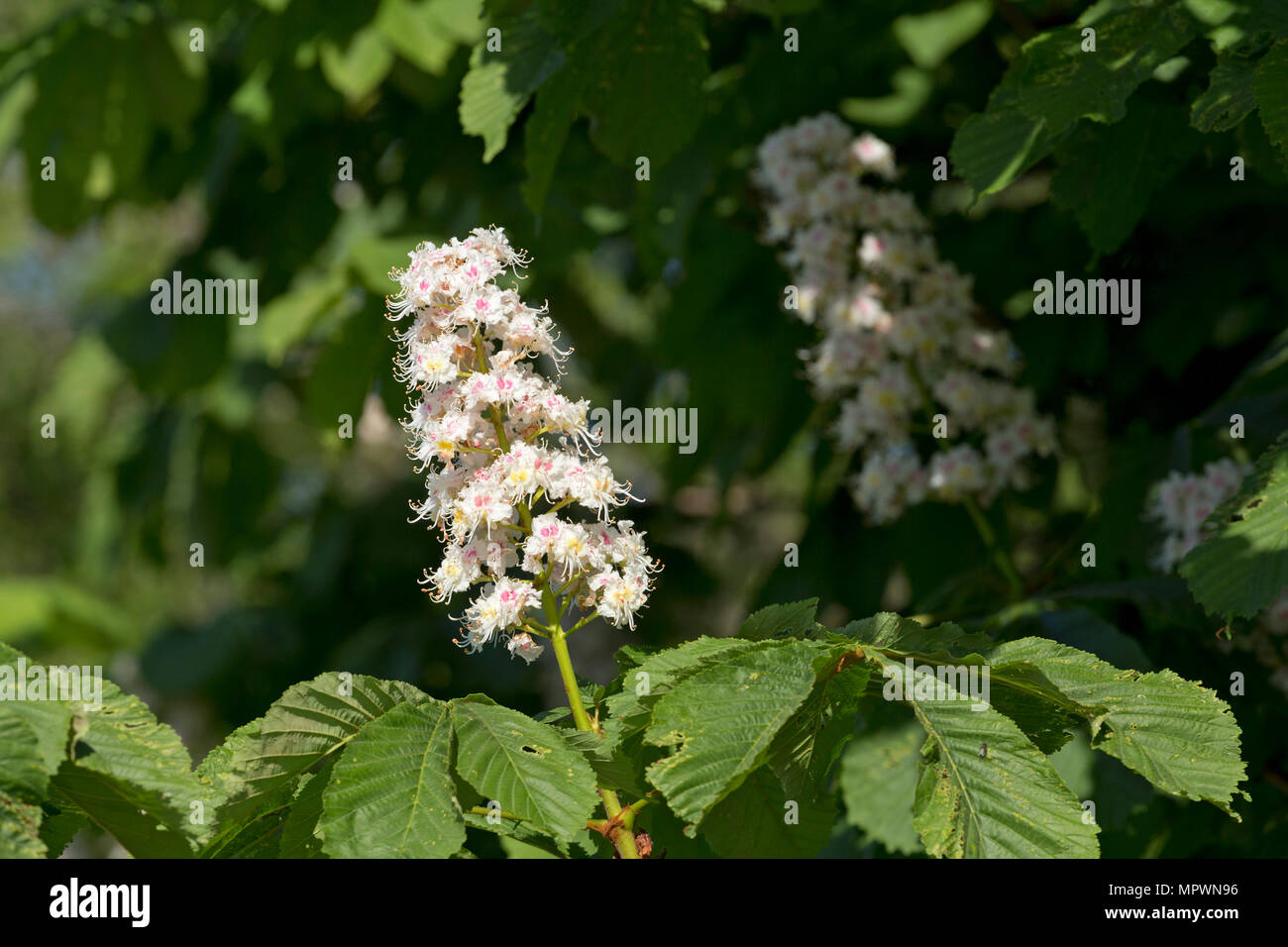 Fiore di castagno, Arnis, Schlei, Schleswig-Holstein, Germania Foto Stock