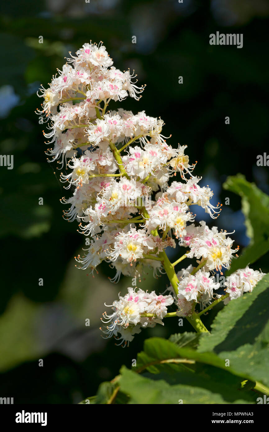Fiore di castagno, Arnis, Schlei, Schleswig-Holstein, Germania Foto Stock
